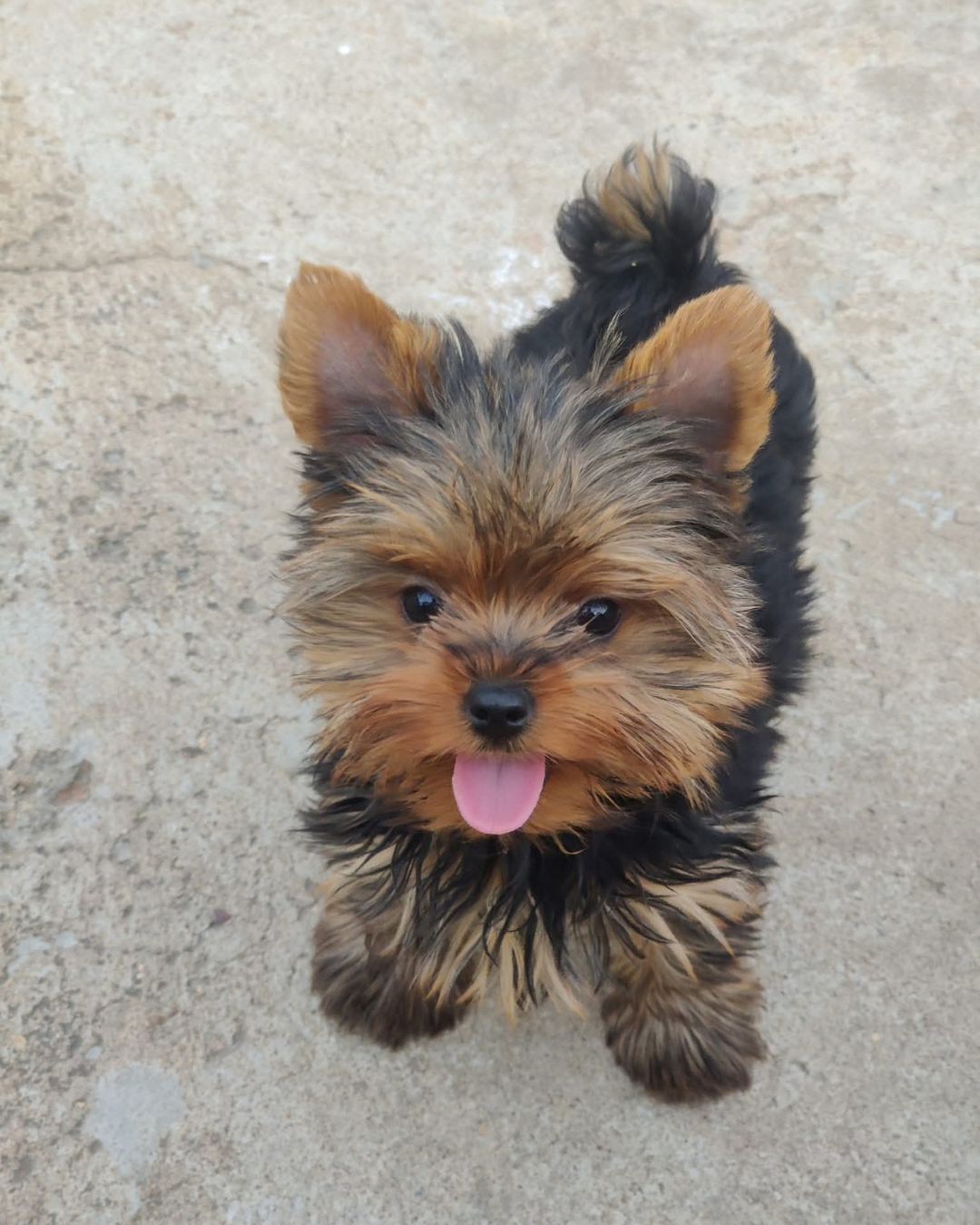 S crazy pets (yakshot Terrier)